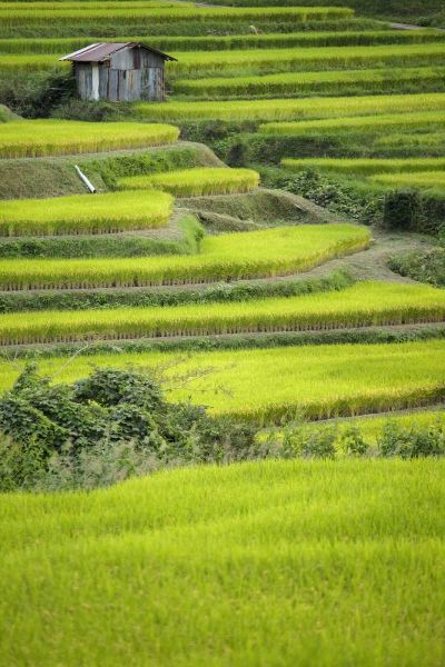 Flaherty, Dennis 아티스트의 Japan, Nara, Soni Plateau Rice terraces작품입니다.